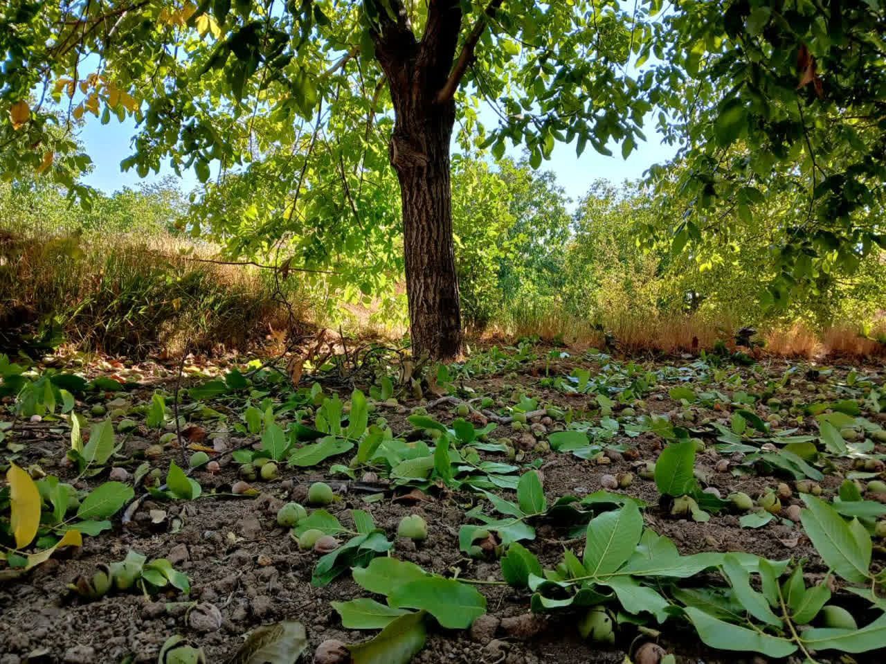 جشن گردو تکانی تویسرکان، رویدادی از جنس «طلای سبز»
