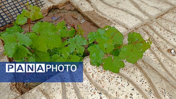اولین بارش تابستانه در روستای کینک