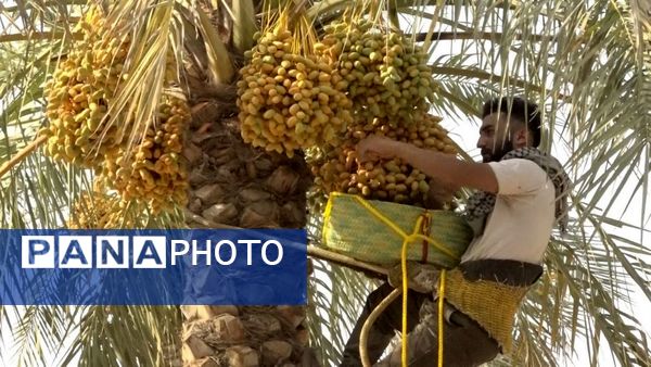 برداشت رطب از نخلستان‌های دالکی دشتستان 