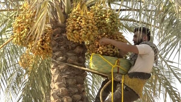 برداشت رطب از نخلستان‌های دالکی دشتستان 