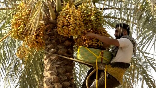 برداشت رطب از نخلستان‌های دالکی دشتستان 