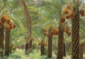 روستای هاشم‌آباد؛ در معرض کم‌آبی 