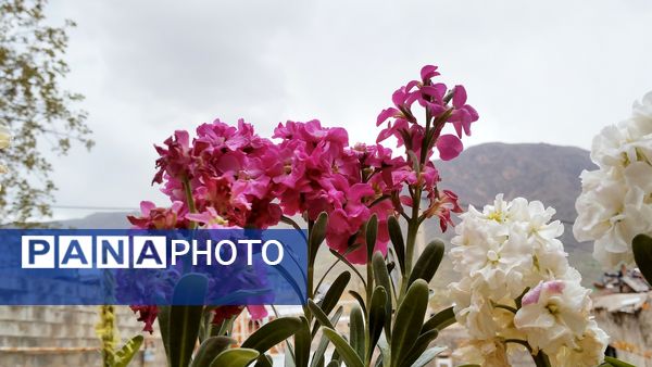 باران بهاری؛ ملودی زندگی در بستر طبیعت
