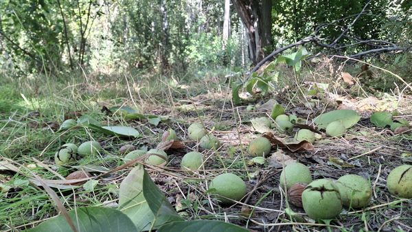 مارکده، سرزمین طلایی بادام و گردو؛ گنجینه‌ای از طعم و سنت در دل سامان