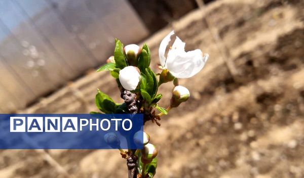 فصل بهار؛ آغاز پادشاهی سبزه و گل‌ها بر شهرستان بروجن
