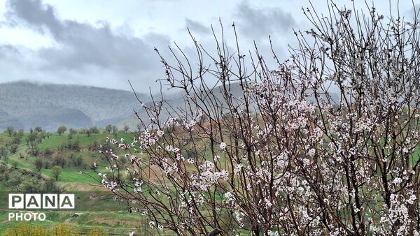 شکوفایی امید 