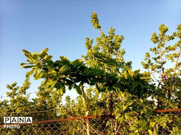 رویش شکوفه ها در روستای فرخ آباد