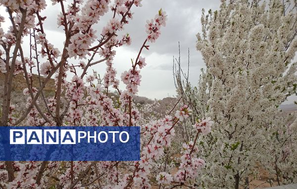 شکوفه‌ درختان، آمدن بهار را مژده می‌‌دهند
