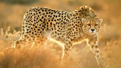 پنجمین ثبت حضور یوز آسیایی در سال جاری 