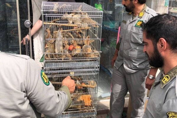 تشدید برخورد با سوداگران حیات وحش در پایتخت؛ کشف ۷۳ سنجاب ایرانی قاچاق در بازار پرندگان