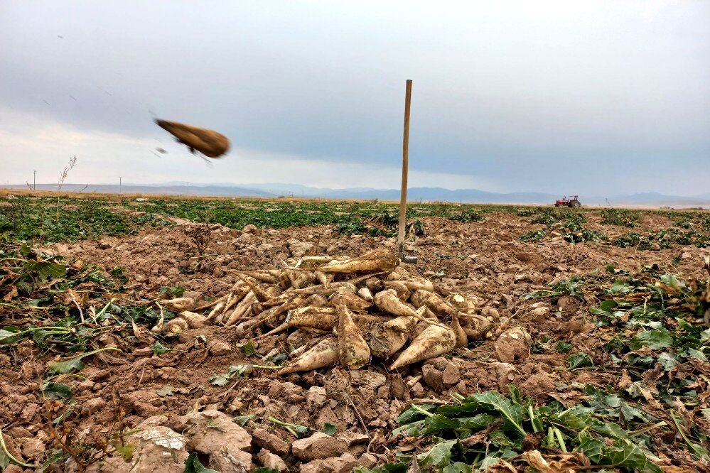 برداشت چغندرقند در روستای مفرنقا