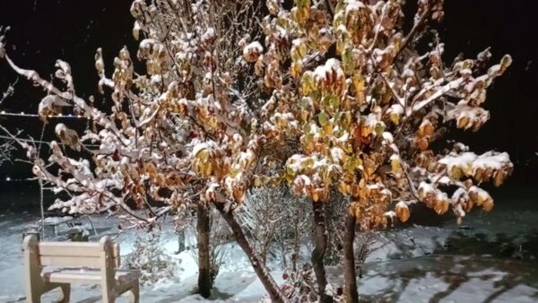 شبی برفی در نیشابور 