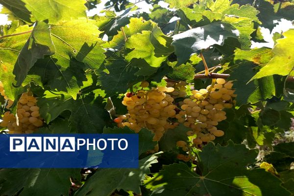 آغاز فصل برداشت انگور از باغات روستای گزکوه فاروج