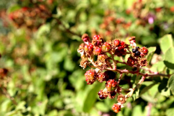 روستای کریک، ماسوله جنوب