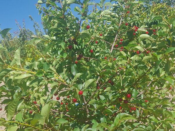 میوه‌های خوش‌رنگ و لعاب بهاری در روستای مارکده