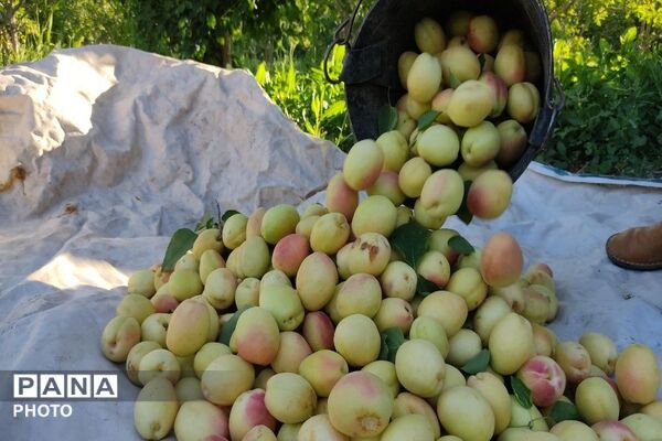 فصل چیدن یاقوت های چشم نواز در شهر بار نیشابور-۲ 