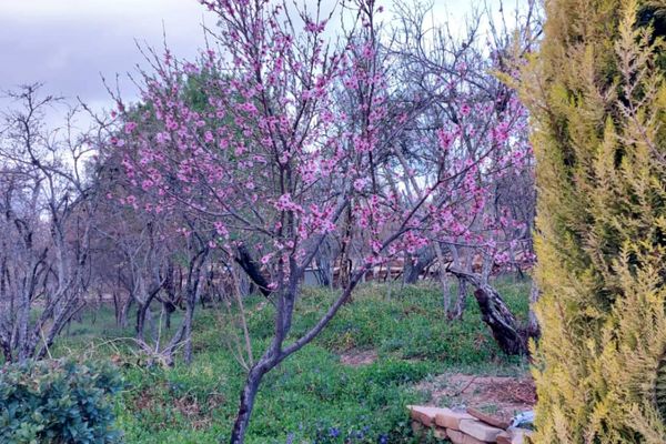 باغ گل ها در شهر گل ها شیراز