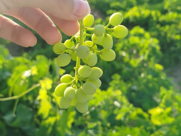 گزکوه، قطب انگور خراسان شمالی 