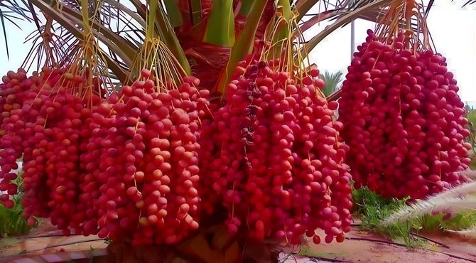 روز ملی خرما؛ نماد سلامت و اقتصاد