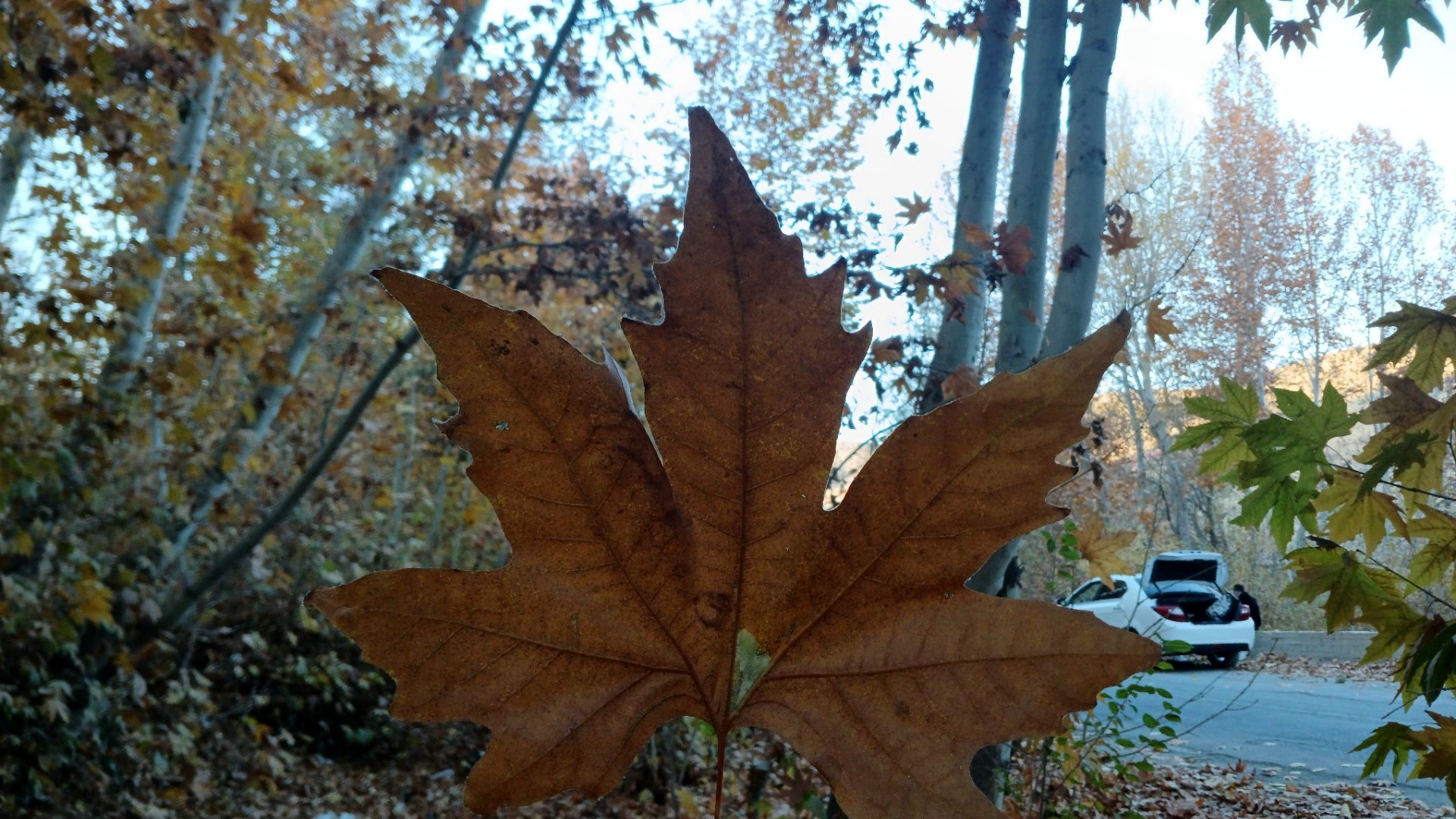 نگاهی کوتاه به طبیعت پاییزی امامزاده بابا پیر احمد (ع) شهرستان بن 