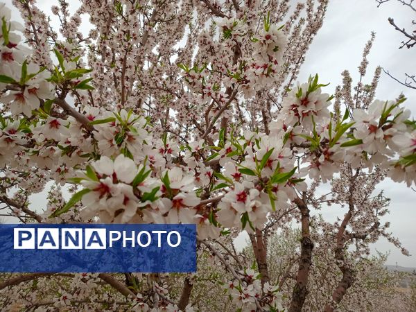 شکوفه‌ درختان، آمدن بهار را مژده می‌‌دهند