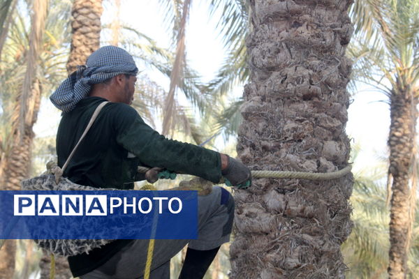 برداشت خرما در منطقه آبپخش