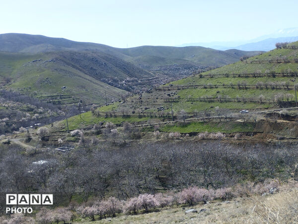 شکوفه‌هایی که تویسرکان را قاب تازه زدند
