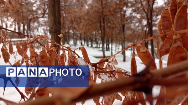 گرداب بن زیر چتر سپید برف