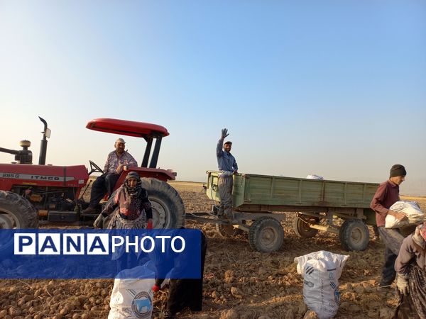 برداشت محصول سیب زمینی در روستای داغیان