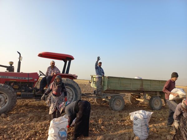 برداشت محصول سیب زمینی در روستای داغیان