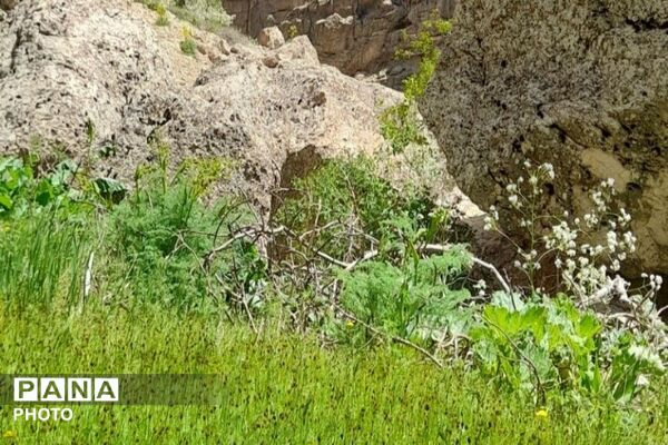 کوه های شهر بار ذخیره‌گاه گیاهان ارزشمند و کم نظیر دارویی 