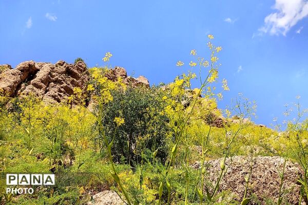 کوه های شهر بار ذخیره‌گاه گیاهان ارزشمند و کم نظیر دارویی 