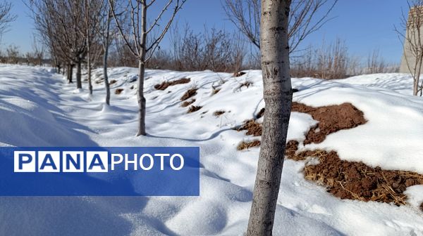 منظره زیبای برف پاییزی در باغات شهرستان نیشابور 
