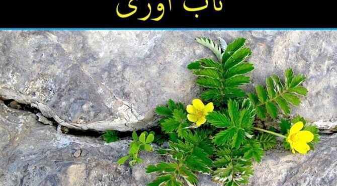 تاب‌آوری؛ چگونه در سختی‌ها قوی بمانیم؟