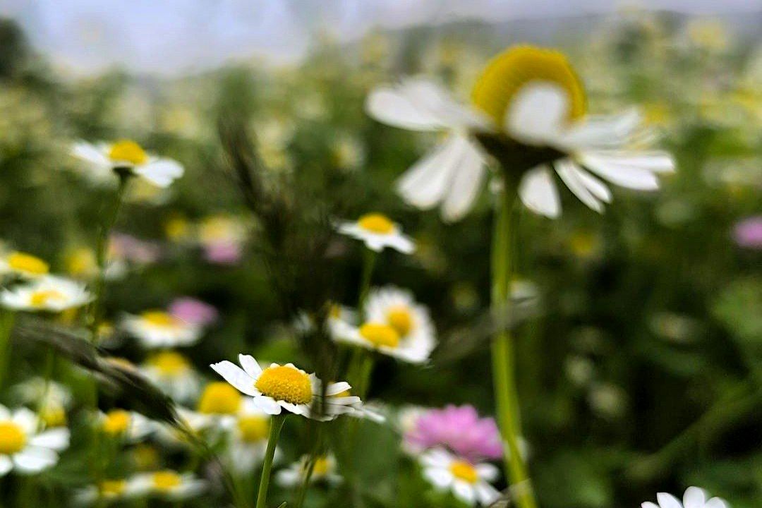 مسن و سرتنگ روستاهایی در دل طبیعت خانمیرزا 