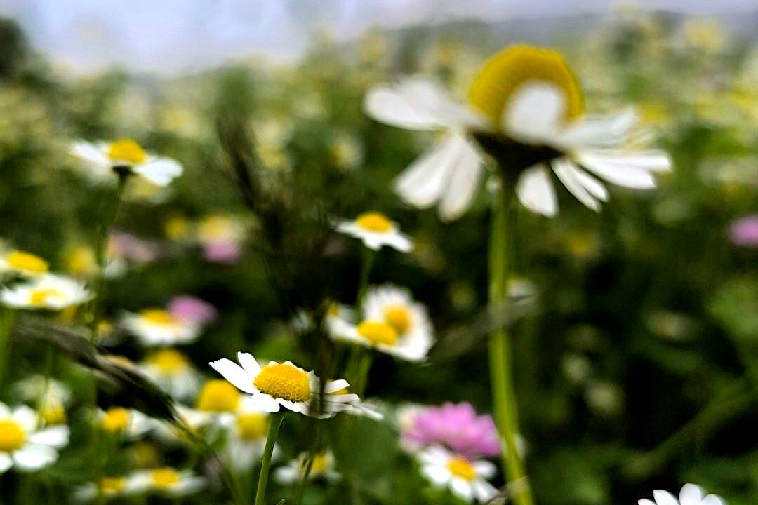 مسن و سرتنگ روستاهایی در دل طبیعت خانمیرزا 