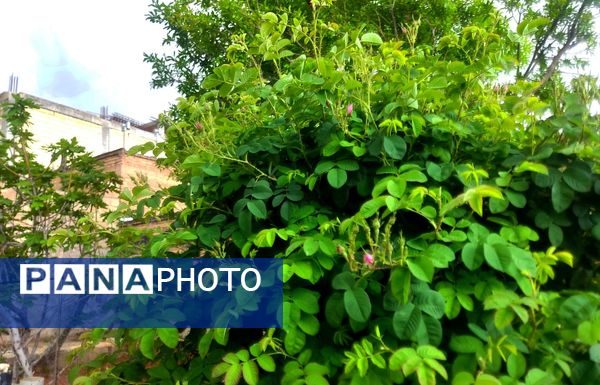 میانکوه در این روز‌ها همچون نگینی سبز می‌درخشد