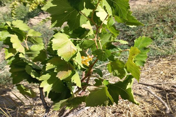آغاز فصل برداشت انگور از باغات روستای گزکوه فاروج