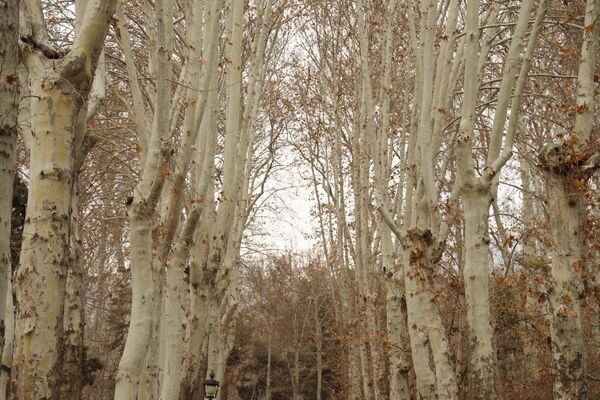 خلوت سرای پاییزی سعدآباد