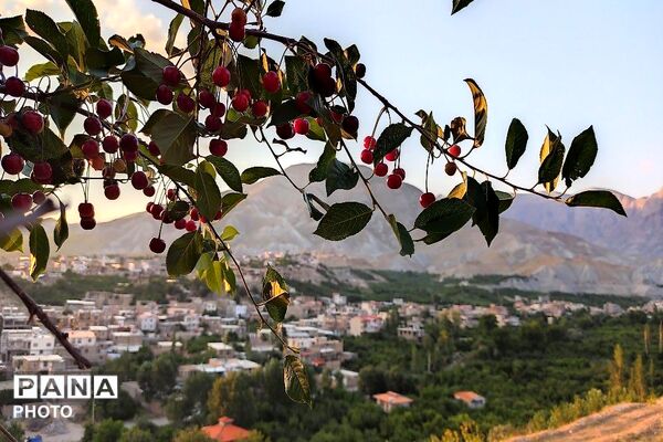 فصل چیدن یاقوت های چشم نواز در شهر بار نیشابور-۲ 