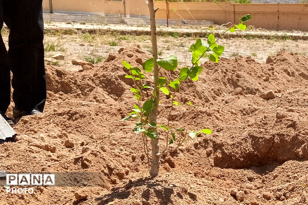 کاشت نهال در اردوگاه شهید سلیمانی منطقه نیر به یاد شهدای مظلوم میناب
