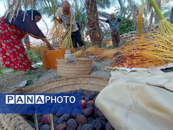 برداشت خرما در شهر رویدر 