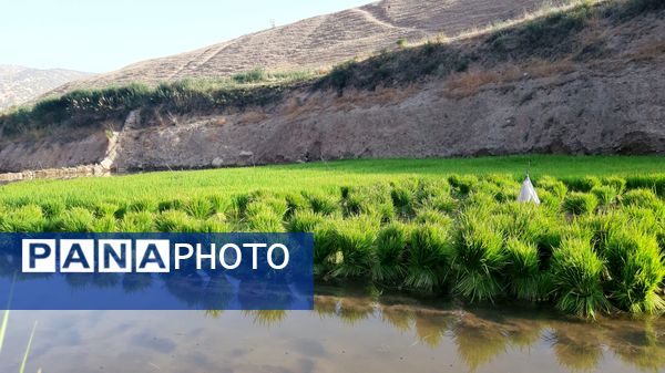 کاشت برنج در روستای بیدله 