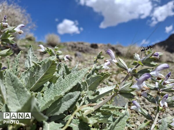 براکوه؛ جایی که کوهستان، جامه‌ی سرسبزی و طراوت پوشید