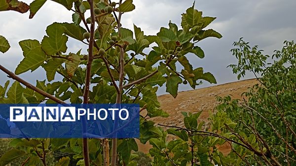 اولین بارش تابستانه در روستای کینک
