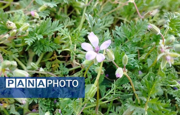 روستای شلیل نگین سرسبزی در دل کوه‌های میانکوه