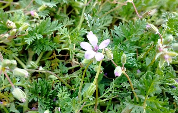 روستای شلیل نگین سرسبزی در دل کوه‌های میانکوه