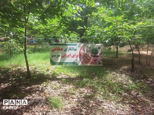 سرو ایران در آزادشهر ریشه دواند