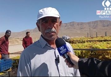 ضرر تاکداران بخش خبوشان به علت سرمازدگی