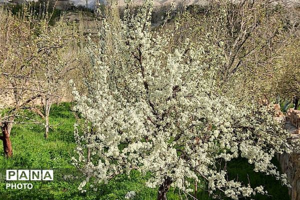 آلبوم تصویری از طبیعت زیبای شهر بار در اردیبهشت‌ماه  ۱۴۰۵ -1